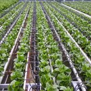 Drip Irriga